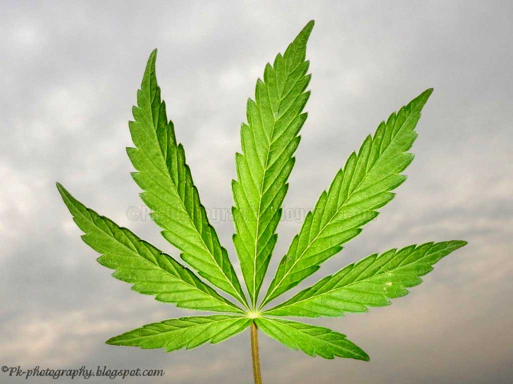 Marijuana Leaf Nature, Cultural, and Travel Photography Blog