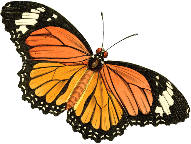 free vintage butterfly clipart - photo #2