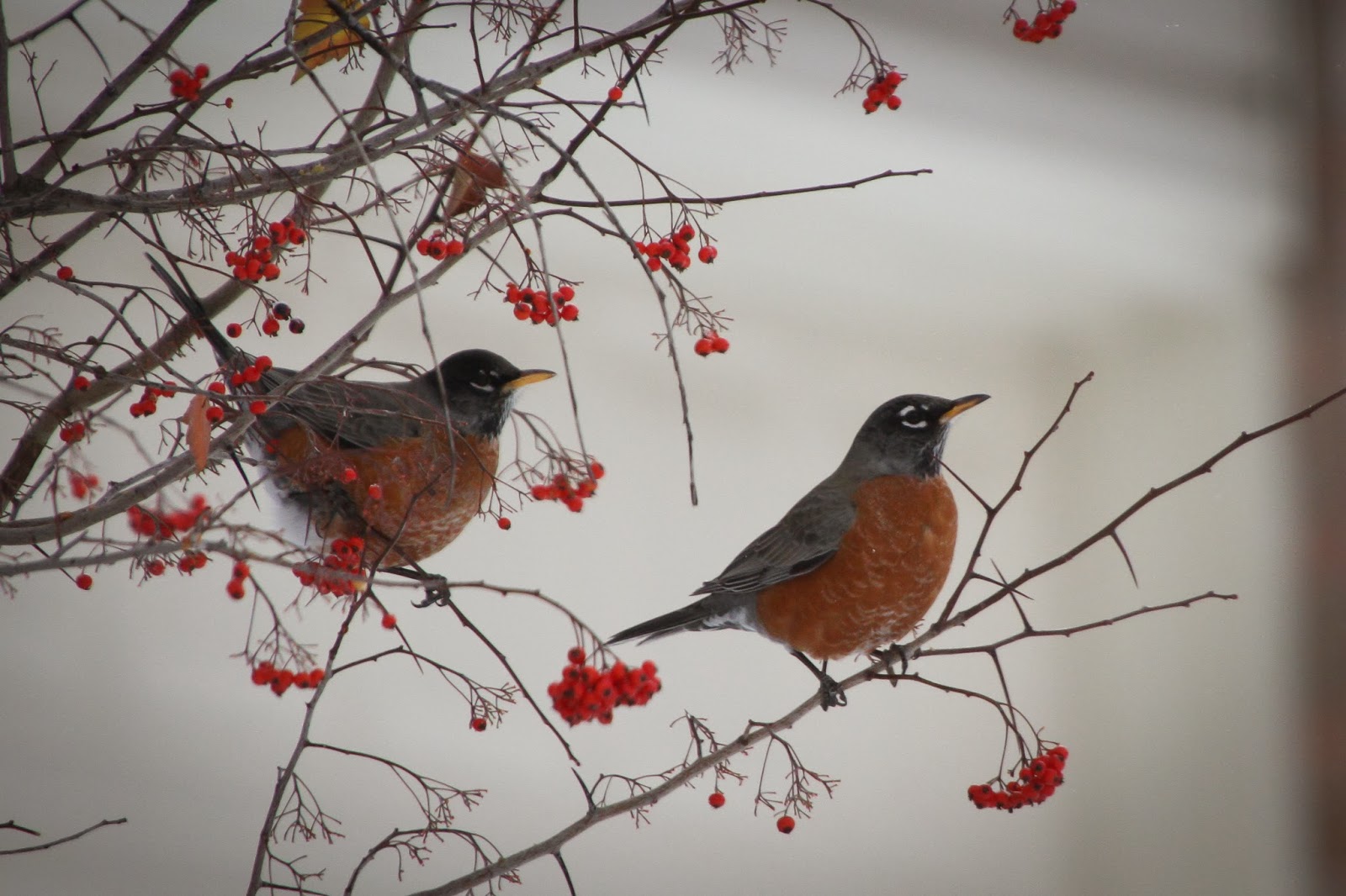 Calico's Nest American Robin in Winter