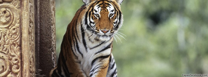 Fotos de tigres para FaceBook - Imagui