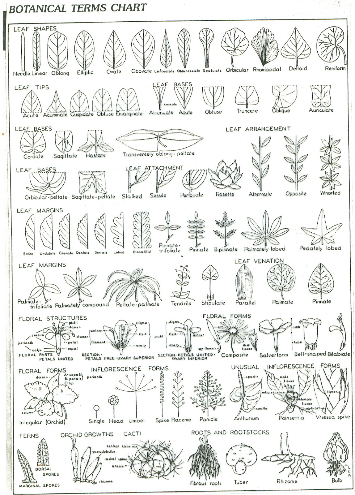 AgriHunt Botanical leaf shapes