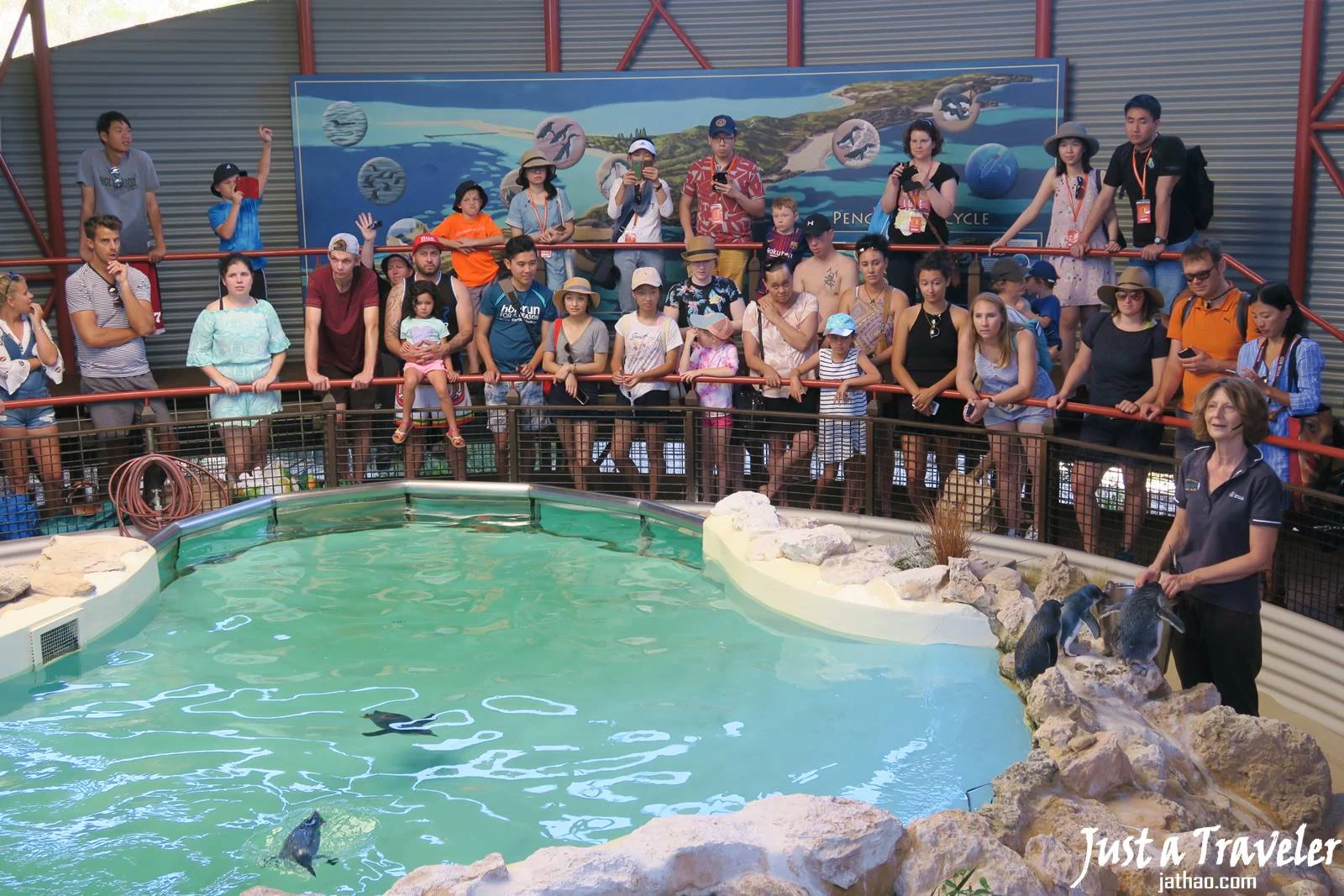 伯斯-景點-推薦-必玩-一日遊-企鵝島-Penguin-Island-遊記-旅遊-自由行-Perth