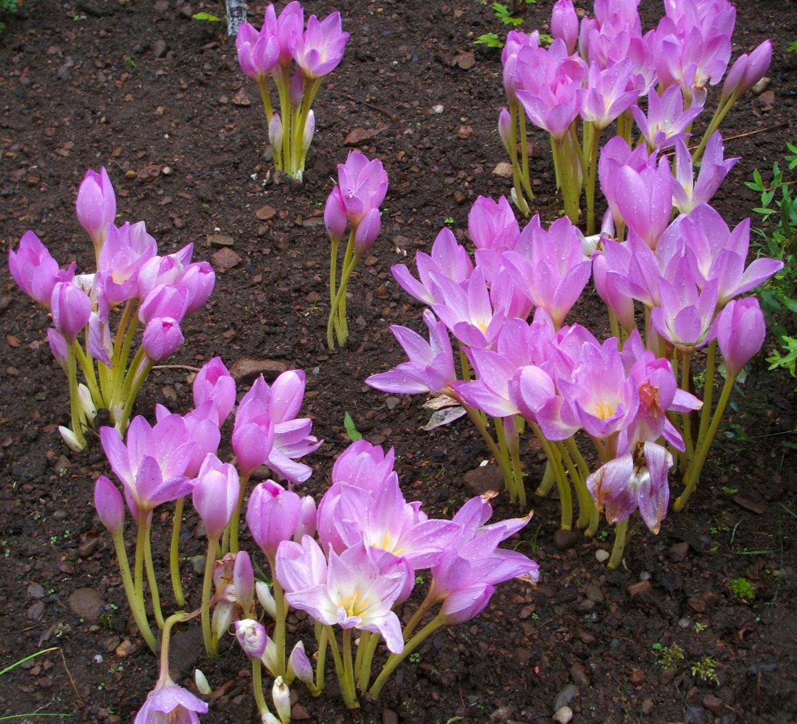 Scottish Artist and his Garden Autumb bulb planting