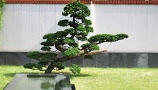 Landscape Architecture & Japanese Garden Trees