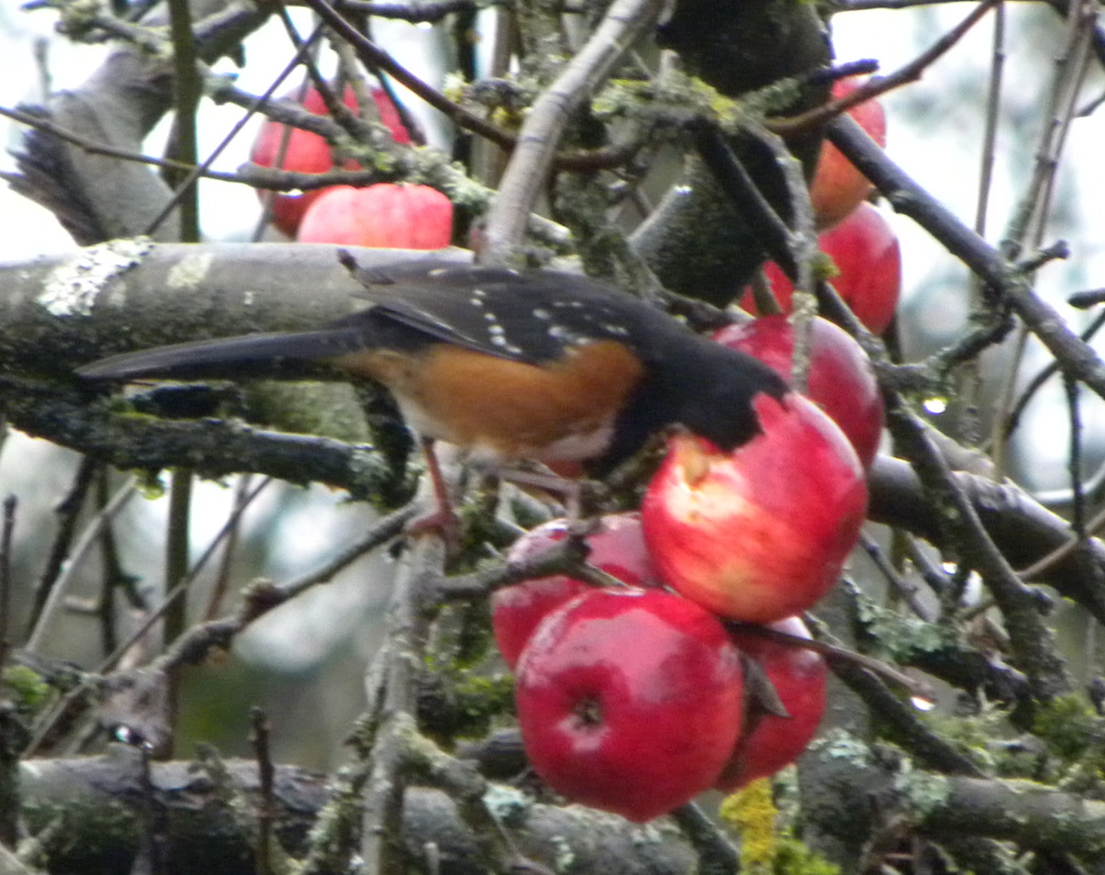 Birds Apple Tree Birds