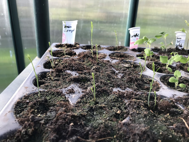 Achimsgarten Der Selbstversorger Und Garten Blog