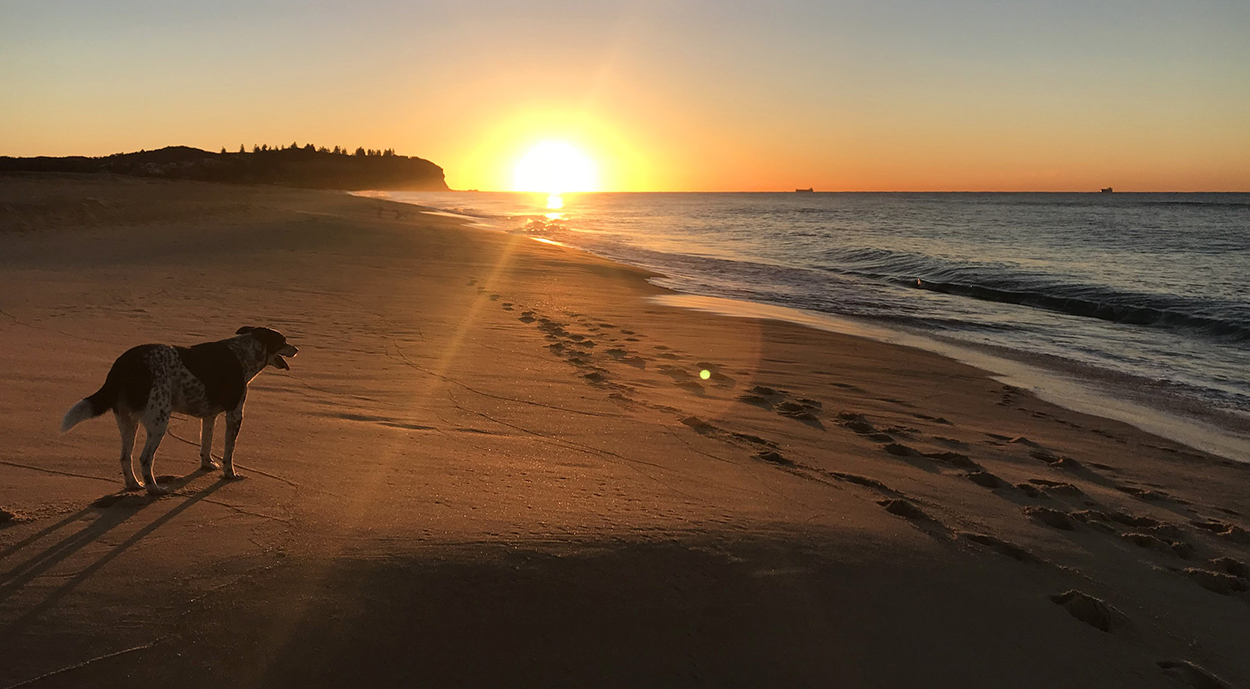 Dog looking at sun setting over dog-friendly Redhead Beach near Lake Macquarie