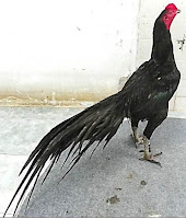 ayam hitam thailand VIP ekslusif