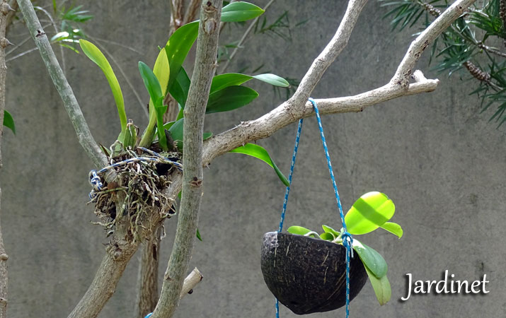 Cultivo de orquídeas na casca do coco - Jardinet
