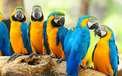 Daftar Resmi Harga Burung Nuri Terbaru 2019 Lengkap Semua Jenis