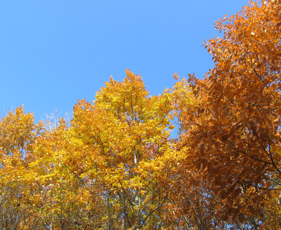 gold autumn, золотая осень