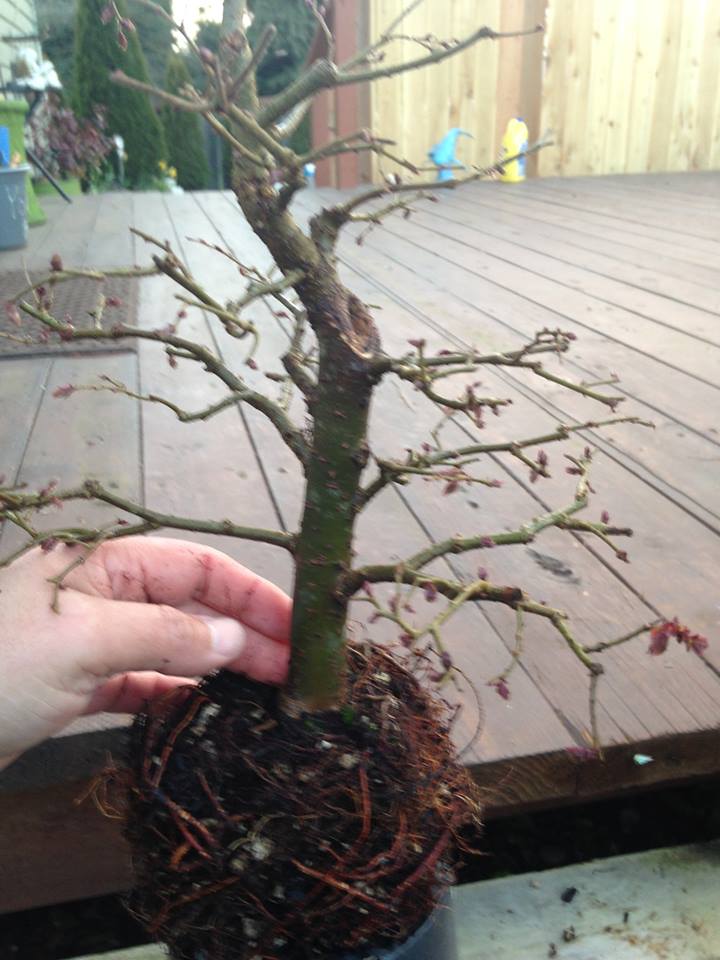 Picture of my zelkova (post root pruning)