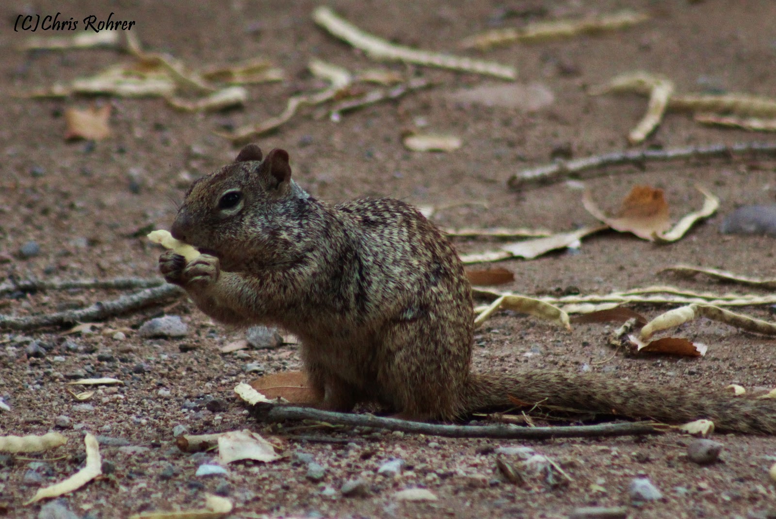 Are Mesquite Pods Bad For Dogs