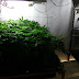Cómo cultivar mariguana