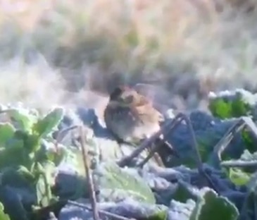 Pine Bunting, Venus Pools, Shropshire