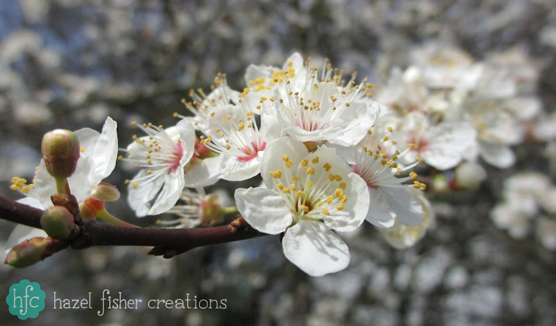 Things I Love About Spring, blossom -hazelfishercreations Things I Love About Spring, blossom -hazelfishercreations
