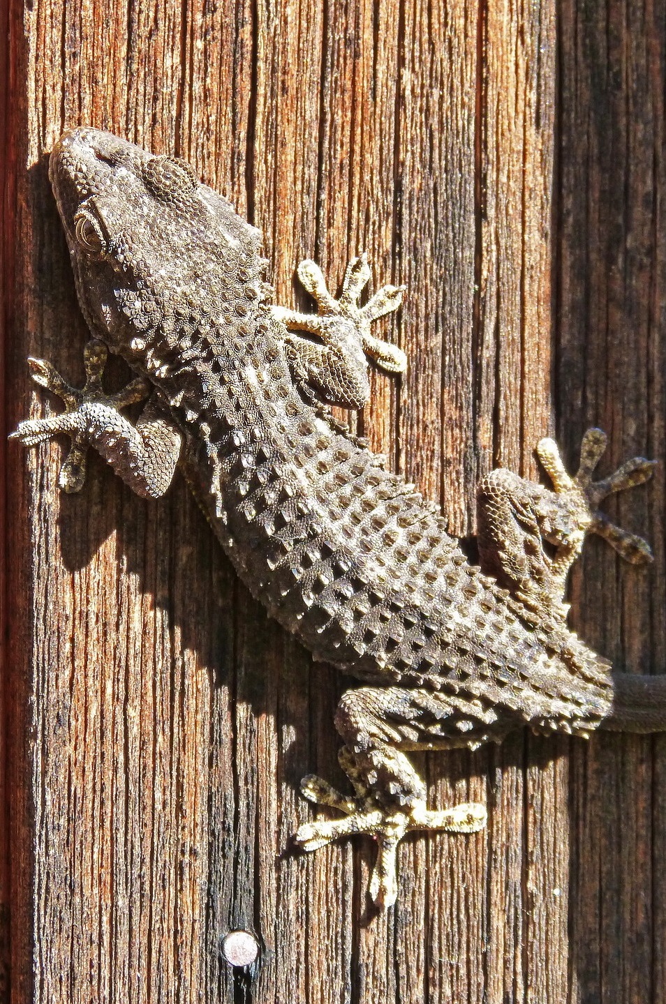 Gecko's amazing sticky feet. Gecko's amazing sticky feet.