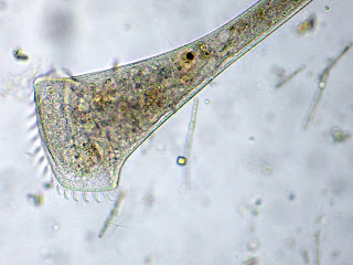 Il Microscopio
