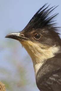 Pied Crested Cuckoo