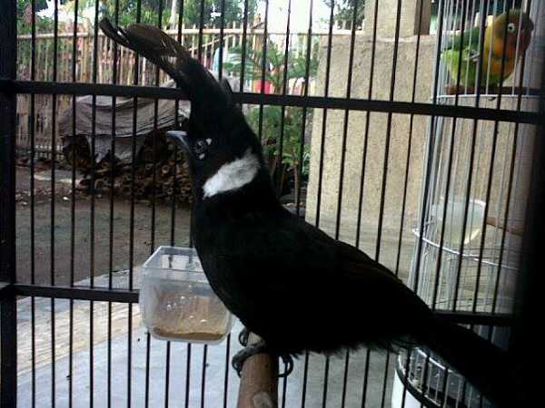 Harga Burung Cililin Terbaru 2017 Kicau Cantik Juara Dunia