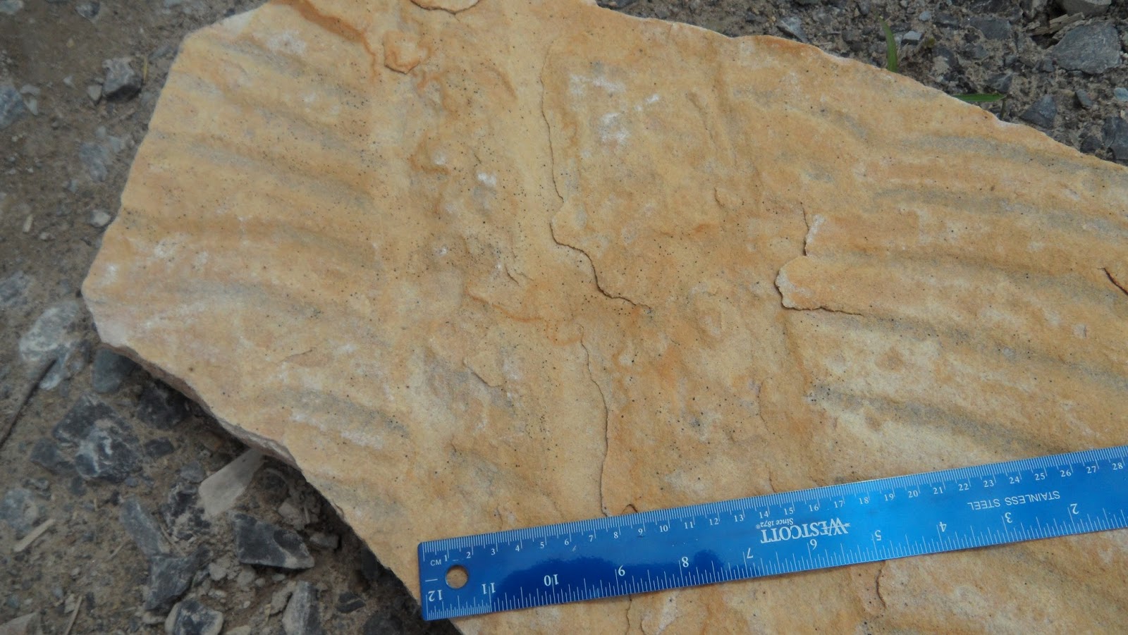 Fossils and Geology of Lanark County, Ontario A New Occurrence of
