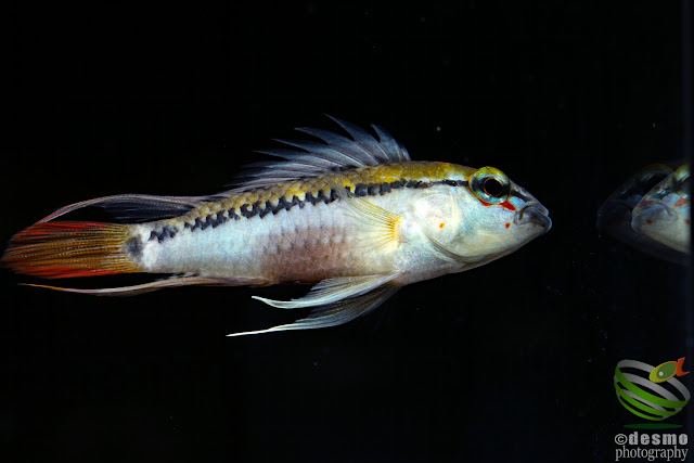 Apistogramma sp. schwarzkehl / sp. D25