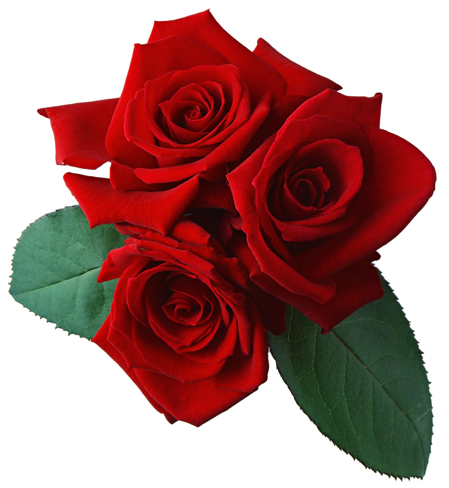 Photo Editing Material Rose Effects (Photo Editing Material )