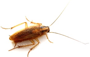 Cucaracha Foto de una cucaracha pequeña extranjera
