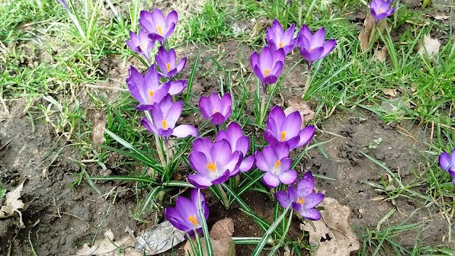non HDR mode, Teknik fotografi HP Android non HDR mode - Teknik fotografi HP Android