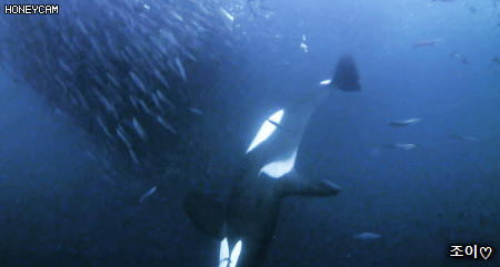 바다의 폭군 범고래가 청어를 사냥하는 방법.gif | 인스티즈