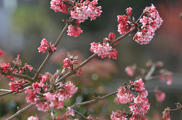 *GartenLiebe* Winterschneeball "Viburnum bodnantense Dawn"