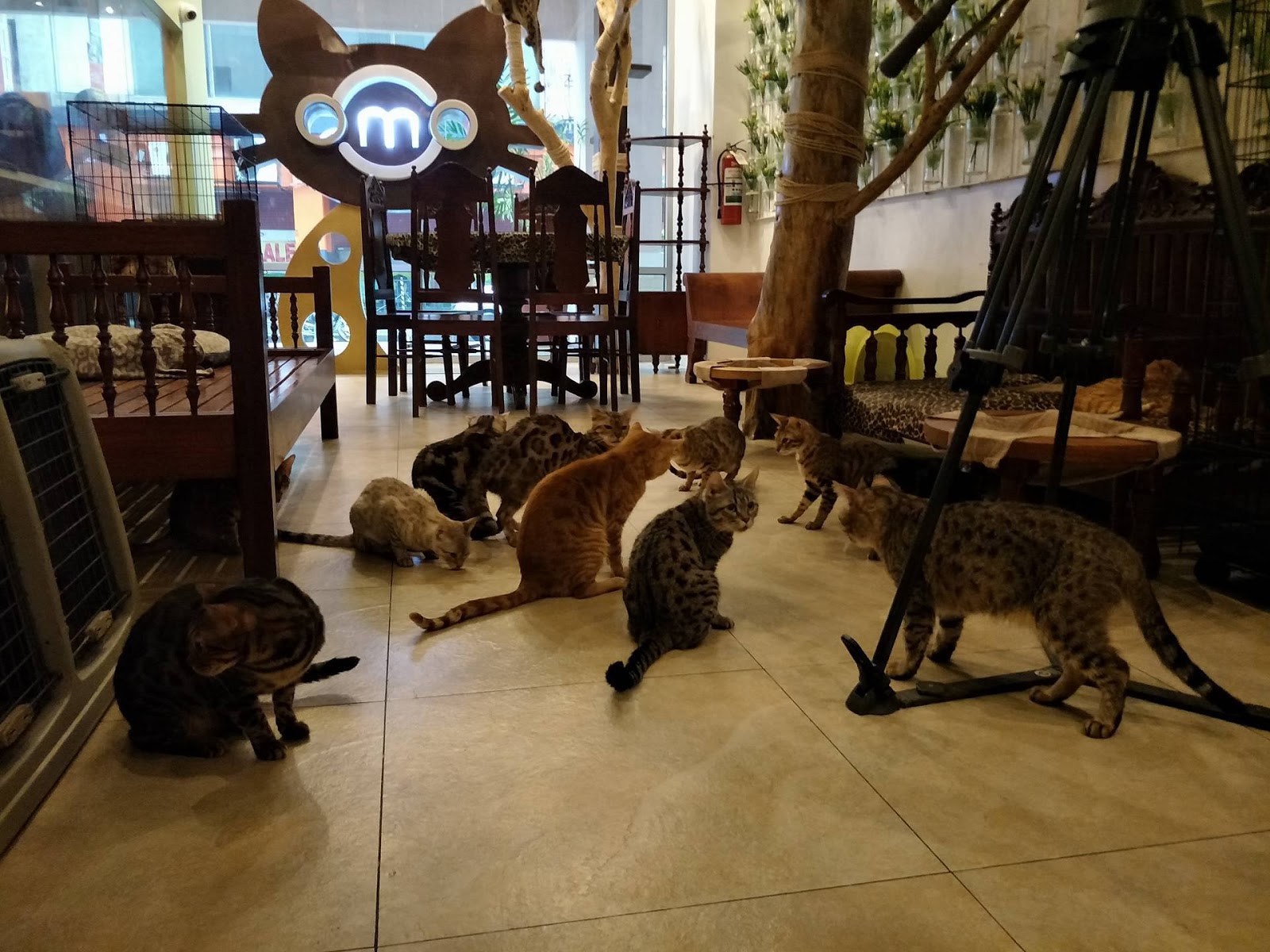 Bengal Brew A Cat  Cafe  in The Metro Viva Manilena