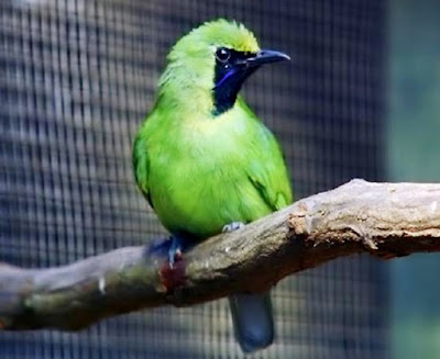 Tips ringan merawat Cucak Hijau macet bunyi - Tips burung terbaru