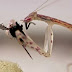 Vídeo mostra, em mínimos detalhes, louva-a-deus transparente destroçando uma mosca para se alimentar