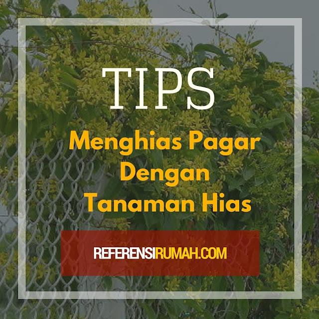 Tips Mengubah Pagar Jadi Lebih Cantik dengan Tanaman Hias Tips Mengubah Pagar Jadi Lebih Cantik dengan Tanaman Hias
