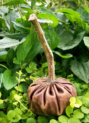 at the createaerie leather pumpkin