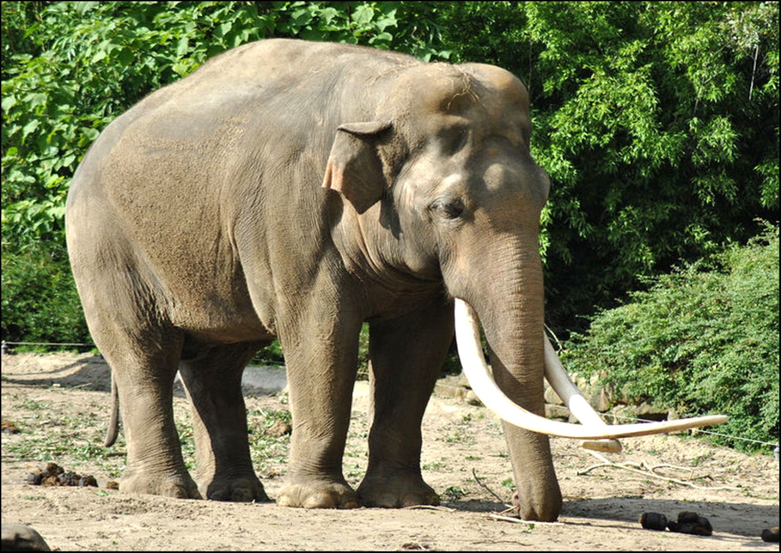 Buckles Blog: IVORY #3