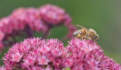 Sedum Purple Emperor - Blütezeit im August - wichtige Bienennahrung für Wildbienen