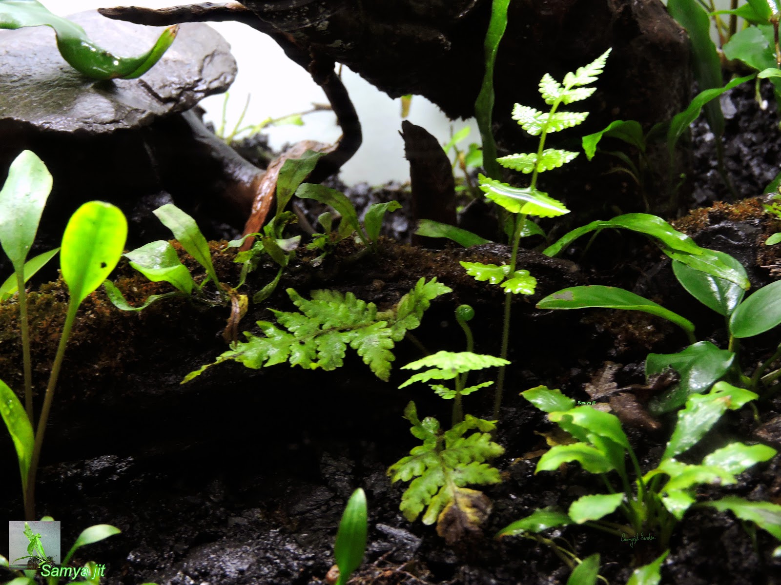 NATIVE AQUATIC Indian Native Paludarium