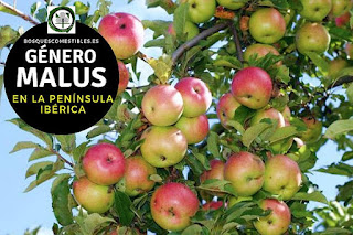 El género Malus  son arboles o arbustos caducifolios de tamaño medio de no más de 10 a 12 m. de altura