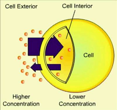 diffusion cell biology igcse cells into oxygen diffuse carbon dioxide concentration diagram capillaries multicellular movement diffuses living glucose use gradient