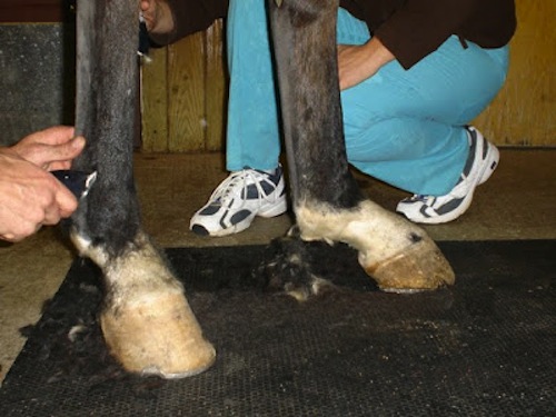 fetlock support brace construction for equine suspensory ligament collapse