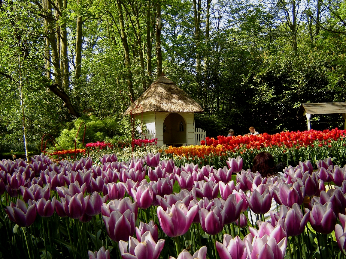 Holland Tulip Gardens HD Wallpapers Download Free Wallpapers in HD for ...
