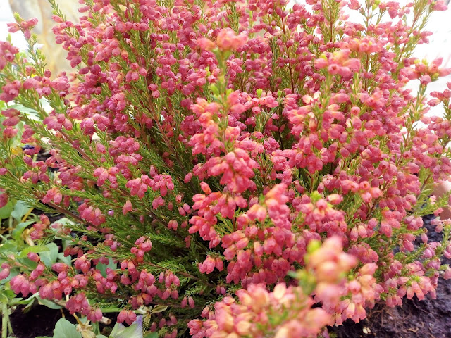 Brezo rosa (Erica gracilis L.).