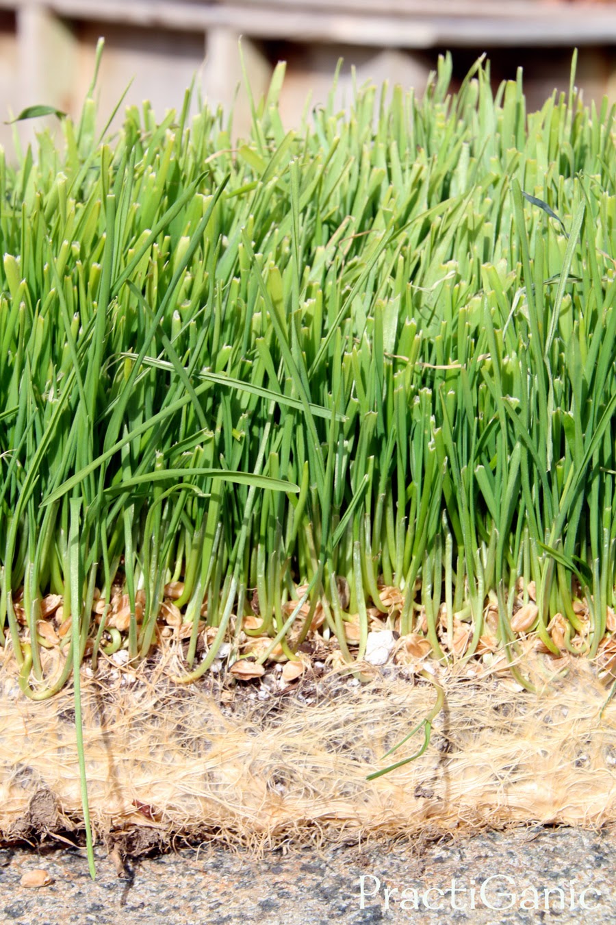 Why I Love Wheatgrass