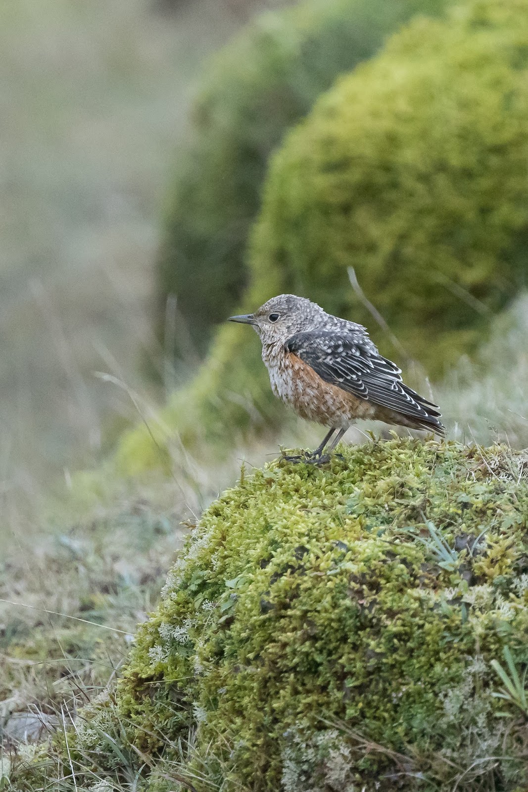 The Deskbound Birder Rock Thrush Pwll du Quarry, Abergavenny, Gwent 20th October