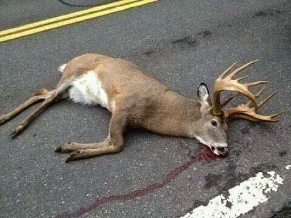 roadkill deer