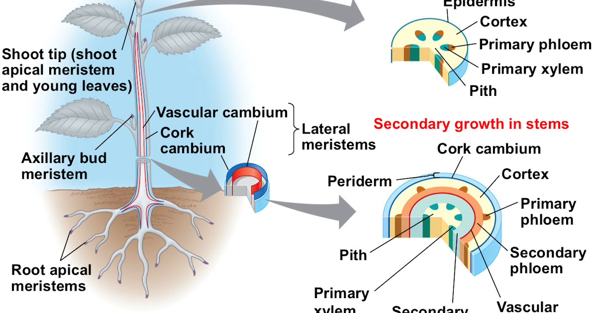 Jaringan Meristem Berdasarkan Asal Terbentuknya - Biology