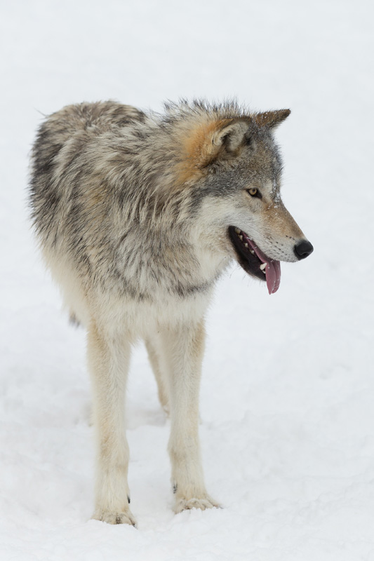 How do Hand-Reared Wolves and Dogs Interact with Humans?