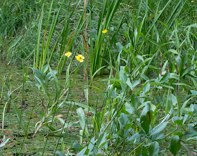 Greater Spearwort, Ranunculus lingua, in Ray's Pond.  Planted; the pond is artificial and recent.  Orpington Field Club outing to Jubilee Country Park, 18 July 2012